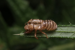 Cicadetta montana