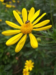 Euryops pectinatus