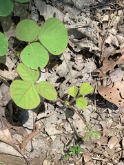 Desmodium rotundifolium