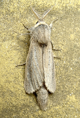 Phragmataecia castaneae