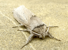 Phragmataecia castaneae