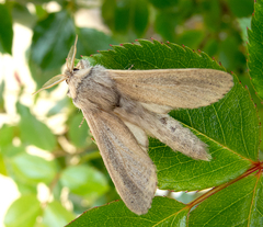 Phragmataecia castaneae