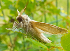 Phragmataecia castaneae