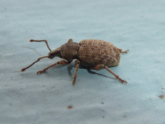 Otiorhynchus singularis