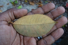 Chrysophyllum oliviforme