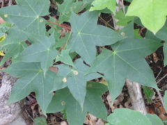 Acer laetum