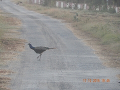 Pavo cristatus