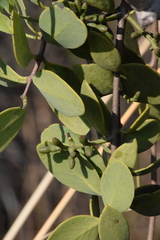 Struthanthus interruptus