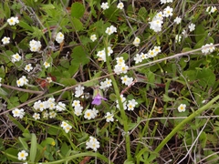 Plagiobothrys chorisianus