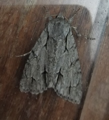 Acronicta psi