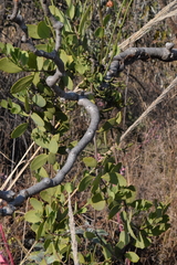 Struthanthus interruptus