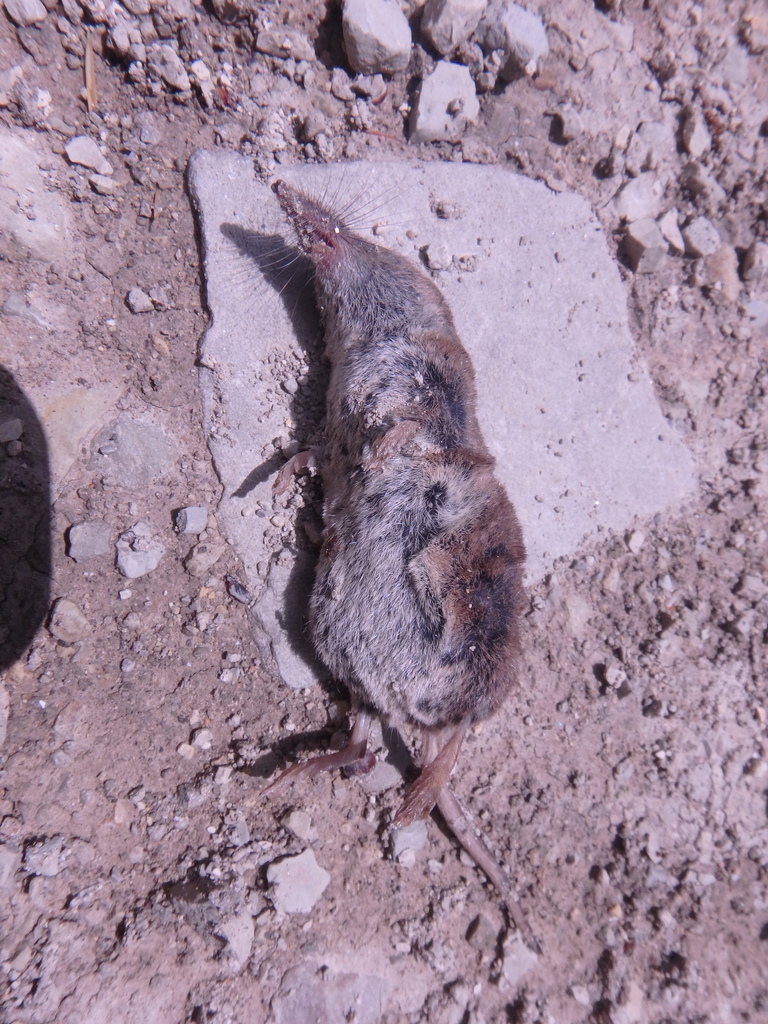 Caucasian Shrew