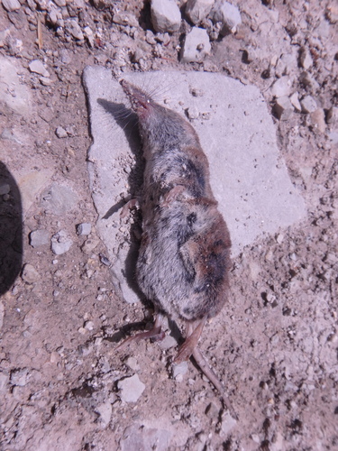 Caucasian Shrew