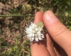 Gilia capitata abrotanifolia