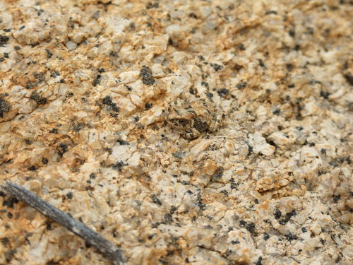 Hoesch's Toad, Poyntonophrynus hoeschi