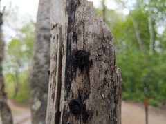 Biscogniauxia repanda