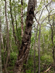 Biscogniauxia repanda
