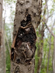 Biscogniauxia repanda