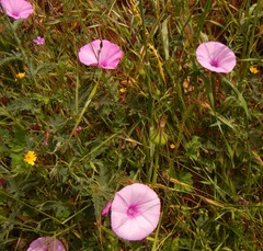 Convolvulus althaeoides