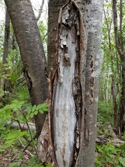 Biscogniauxia repanda