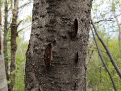 Biscogniauxia repanda