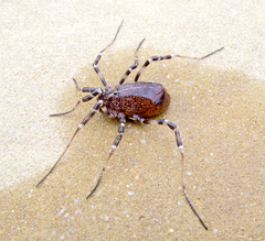 Egaenus