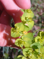 Euphorbia saratoi