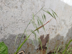 Bromus tectorum