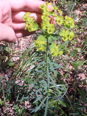 Euphorbia saratoi