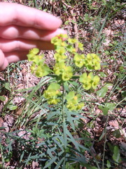 Euphorbia saratoi