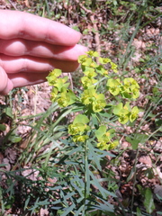 Euphorbia saratoi