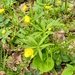 Kashubian Buttercups - Photo (c) Sigitas Juzėnas, some rights reserved (CC BY), uploaded by Sigitas Juzėnas