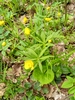 Kashubian Buttercups - Photo (c) Sigitas Juzėnas, some rights reserved (CC BY), uploaded by Sigitas Juzėnas