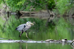 Ardea herodias