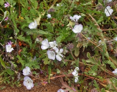Phacelia douglasii