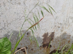 Bromus tectorum