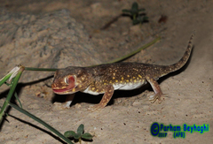 Stenodactylus doriae