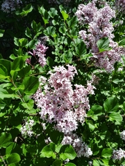 Syringa meyeri