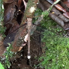 Haploglenius flavicornis