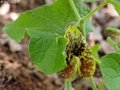 Aristolochia paecilantha