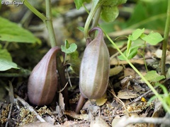 Aristolochia scabridula