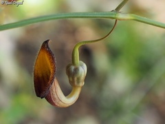 Aristolochia sempervirens
