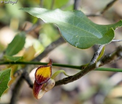 Aristolochia sempervirens