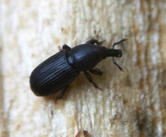 Phloeophagus lignarius
