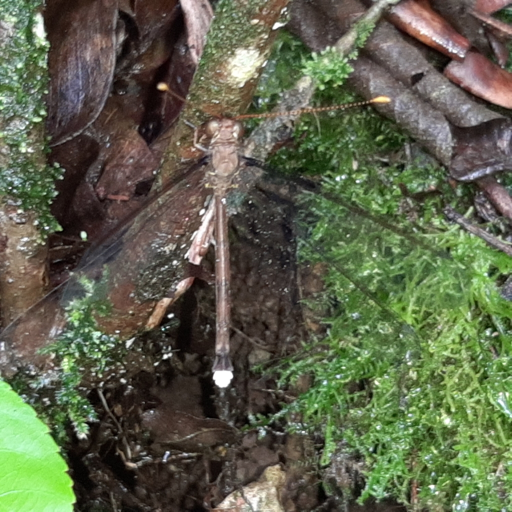 Haploglenius flavicornis