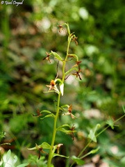 Platanthera holmboei