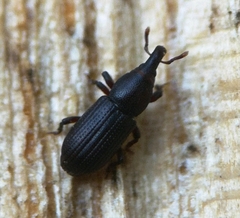 Phloeophagus lignarius