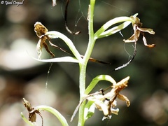 Platanthera holmboei