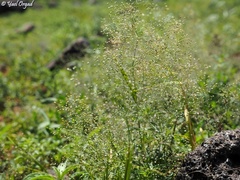 Antinoria insularis