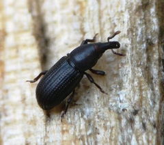 Phloeophagus lignarius